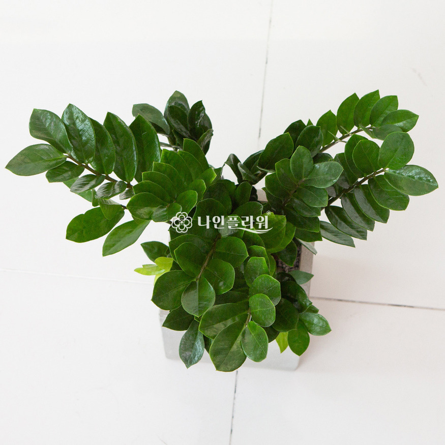 상세이미지
