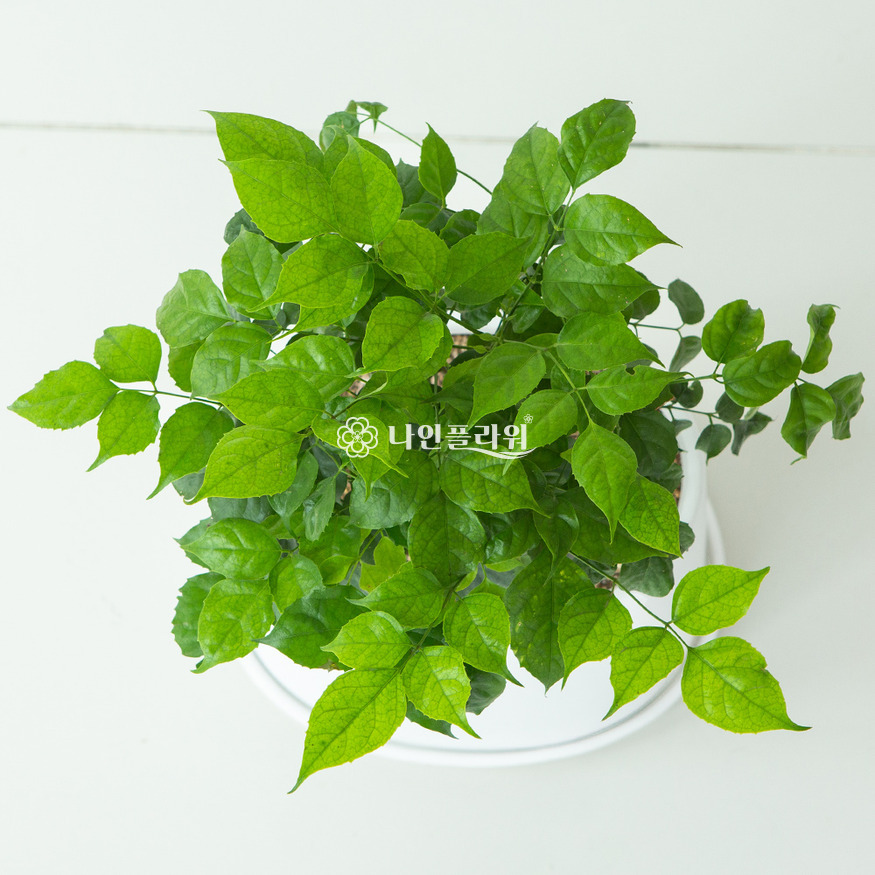 상세이미지