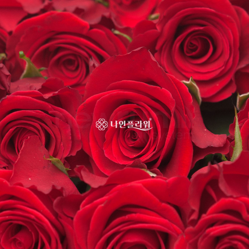 상세이미지