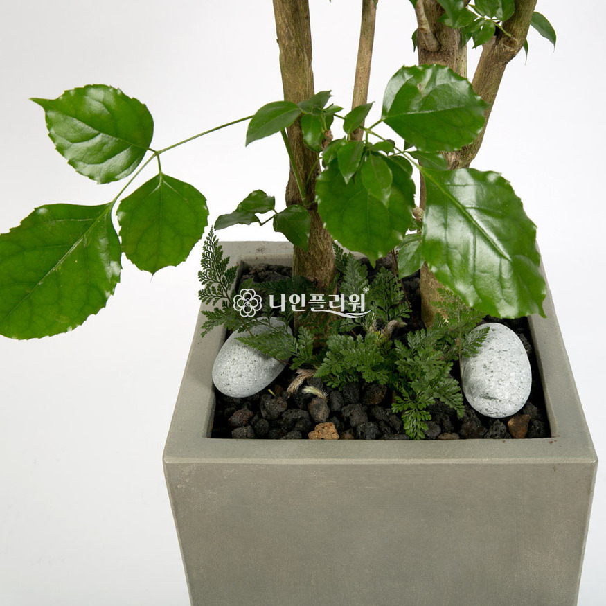 상세이미지
