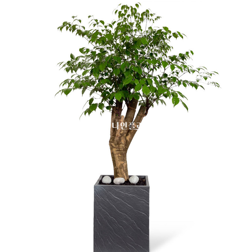 상세이미지
