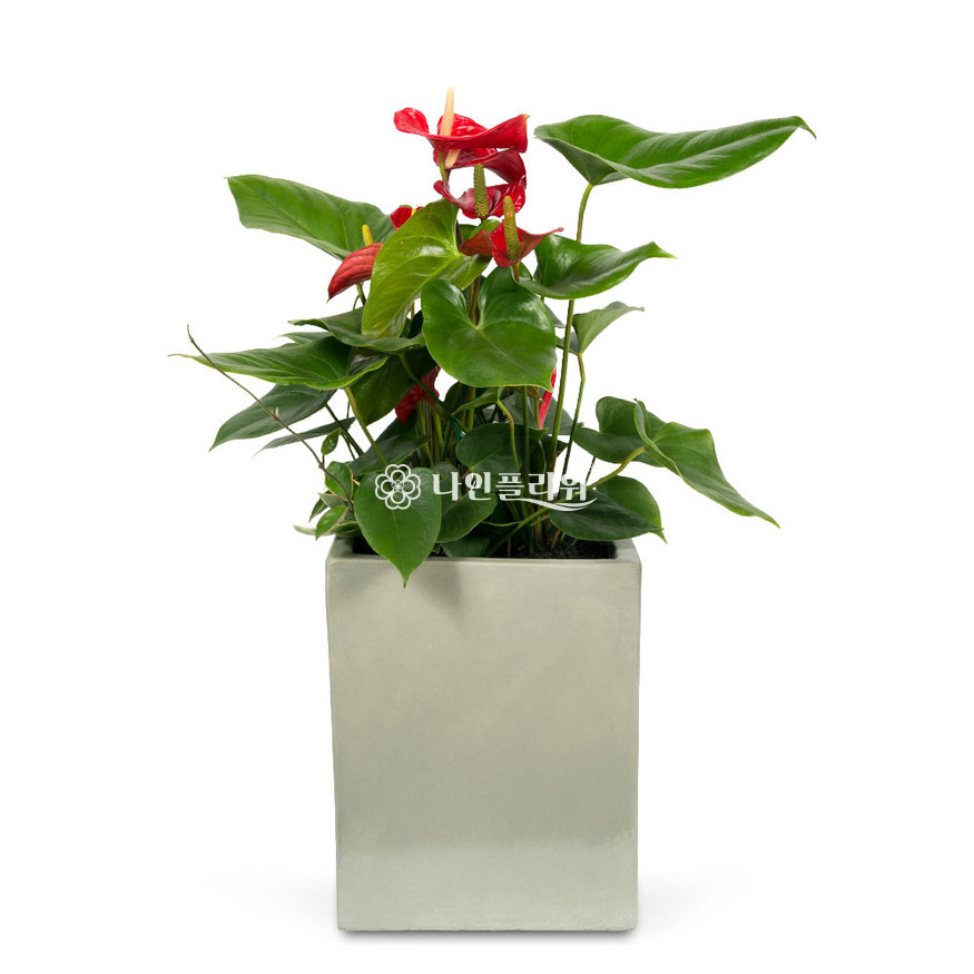 상세이미지