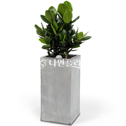 크루시아[고급]