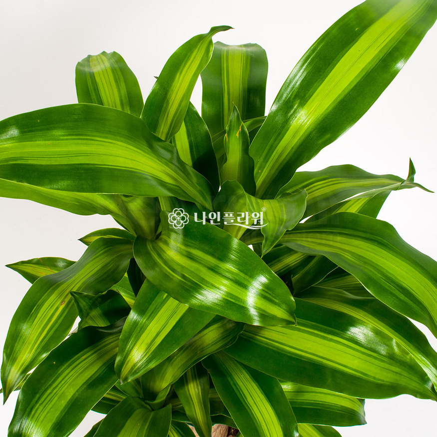 상세이미지
