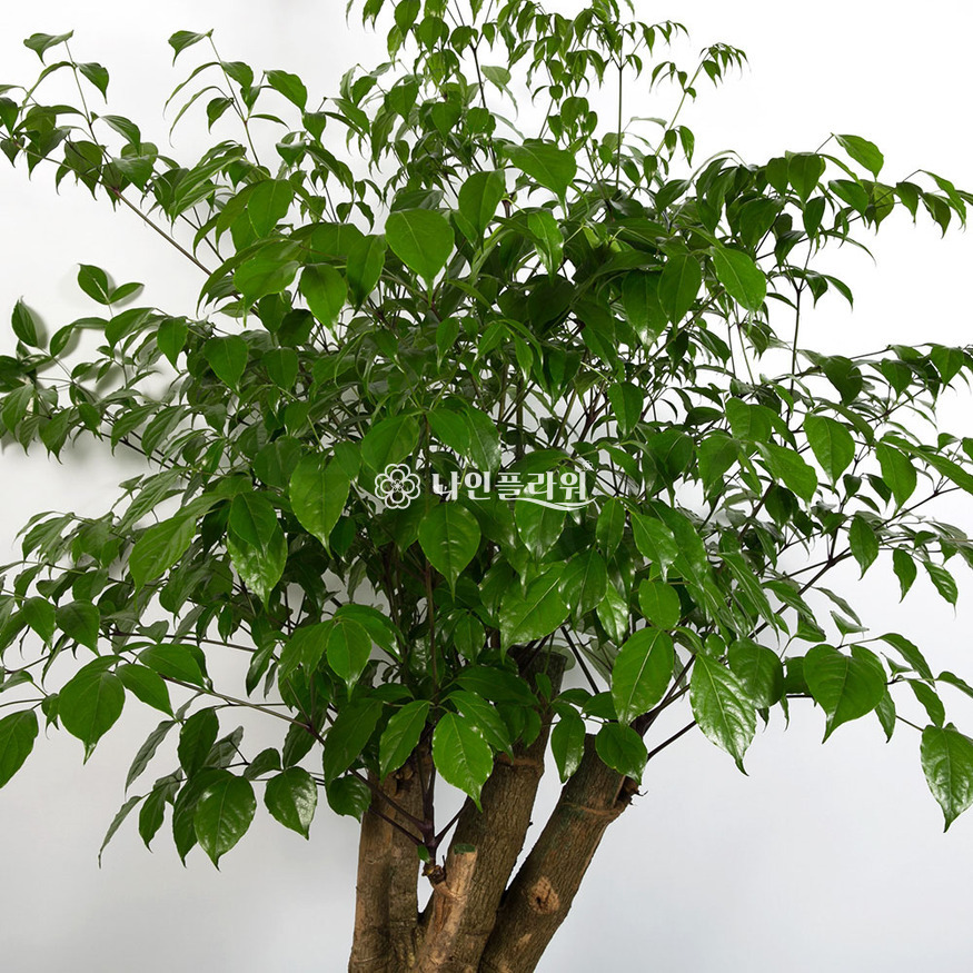 상세이미지