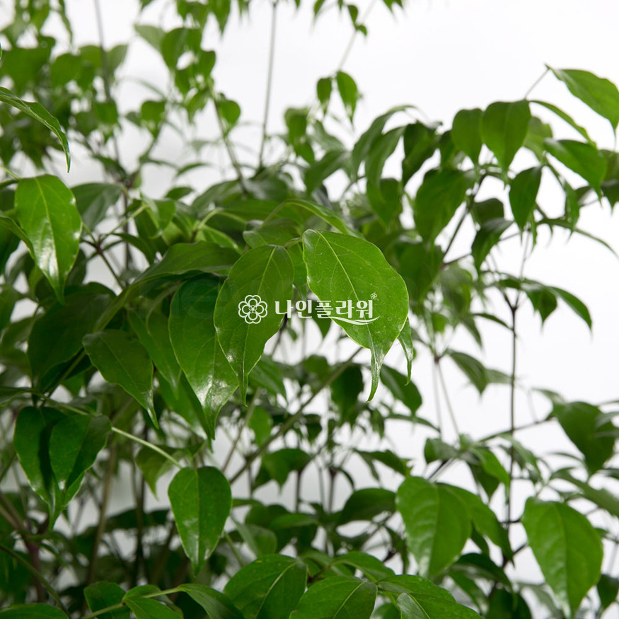 상세이미지