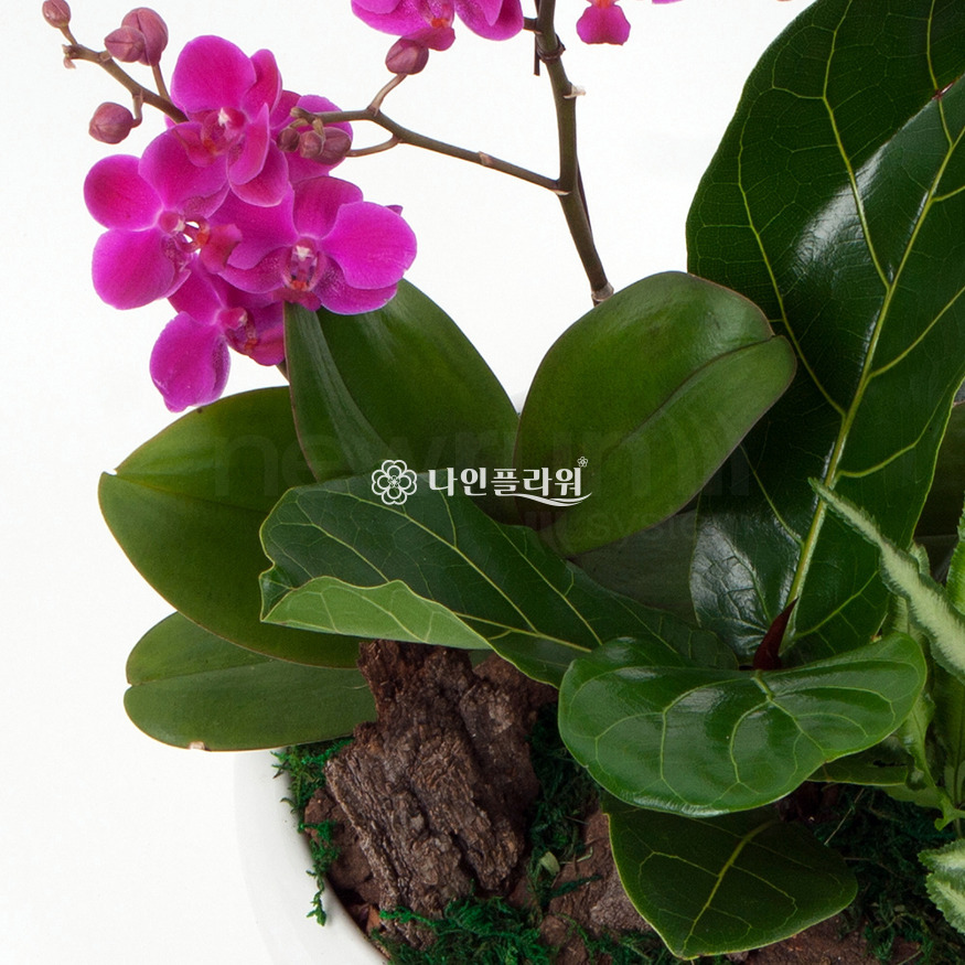 상세이미지