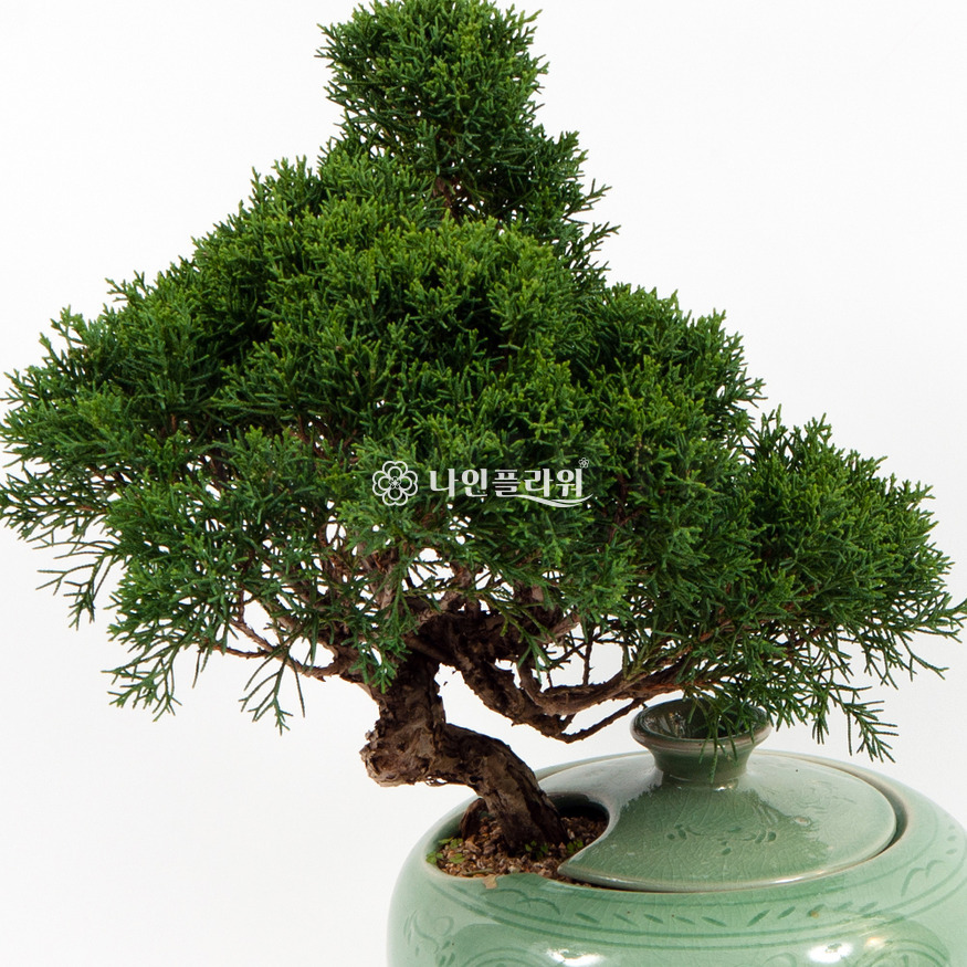 상세이미지