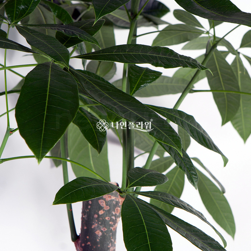 상세이미지