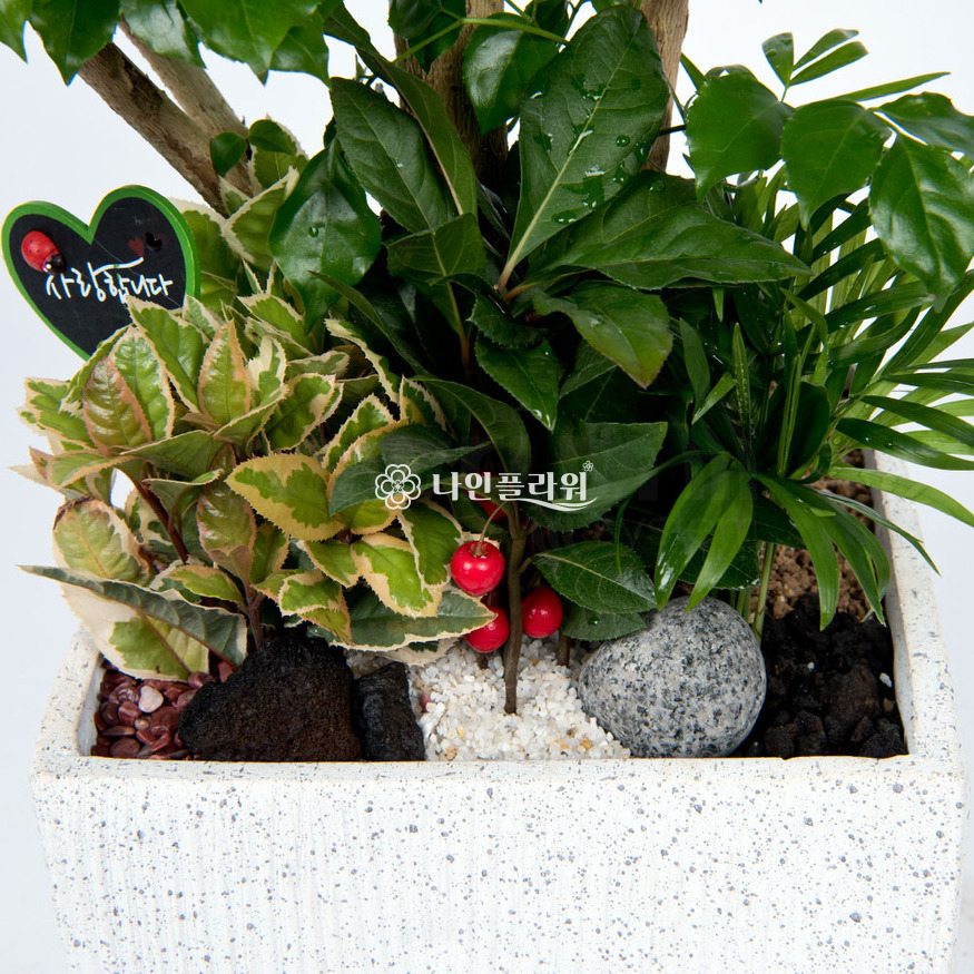 상세이미지