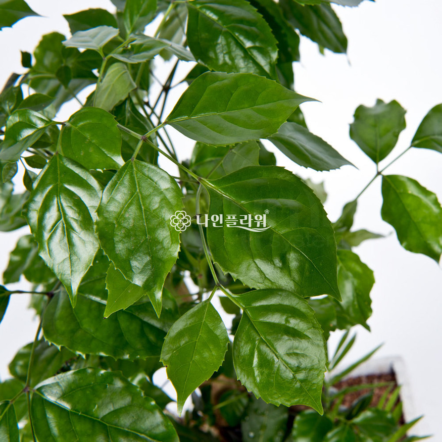 상세이미지