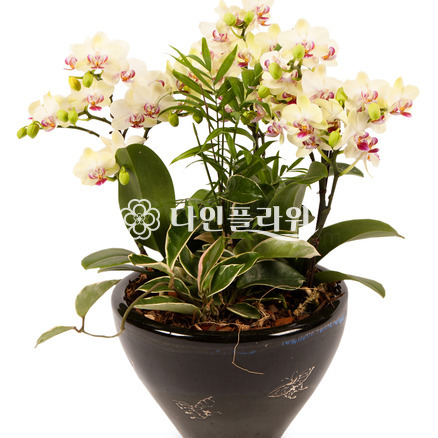 호접란[일반]
