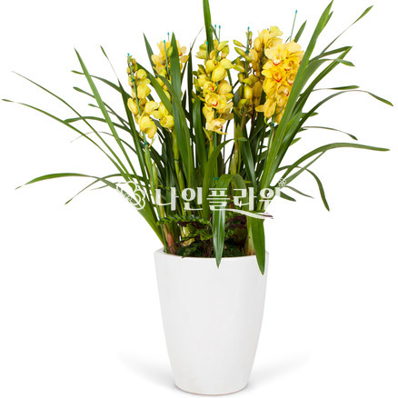 심비디움(大/겨울상품)