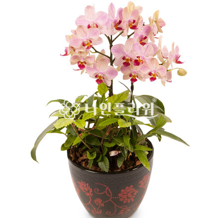 미니_호접란[테이블용]