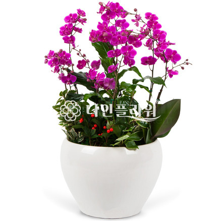 만천홍[고급]