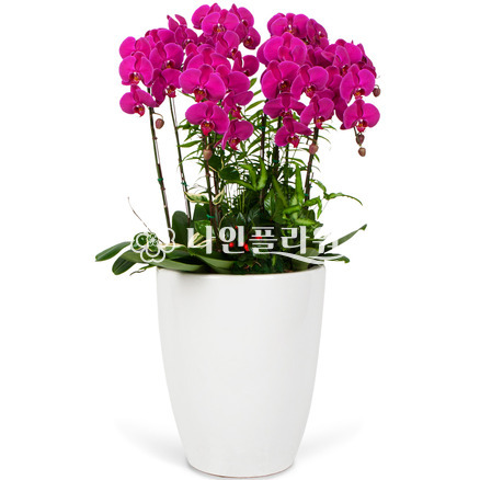 호접란[VIP] #승진,영전,취임