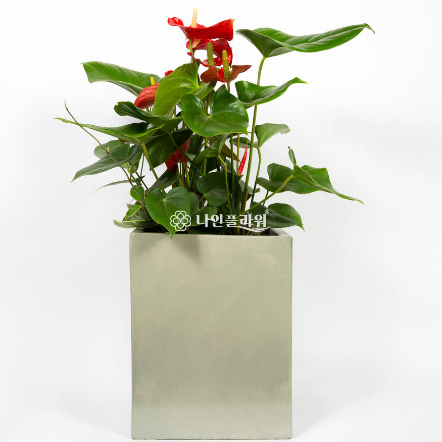 상세이미지