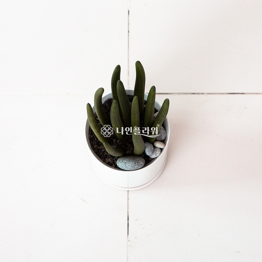 상세이미지