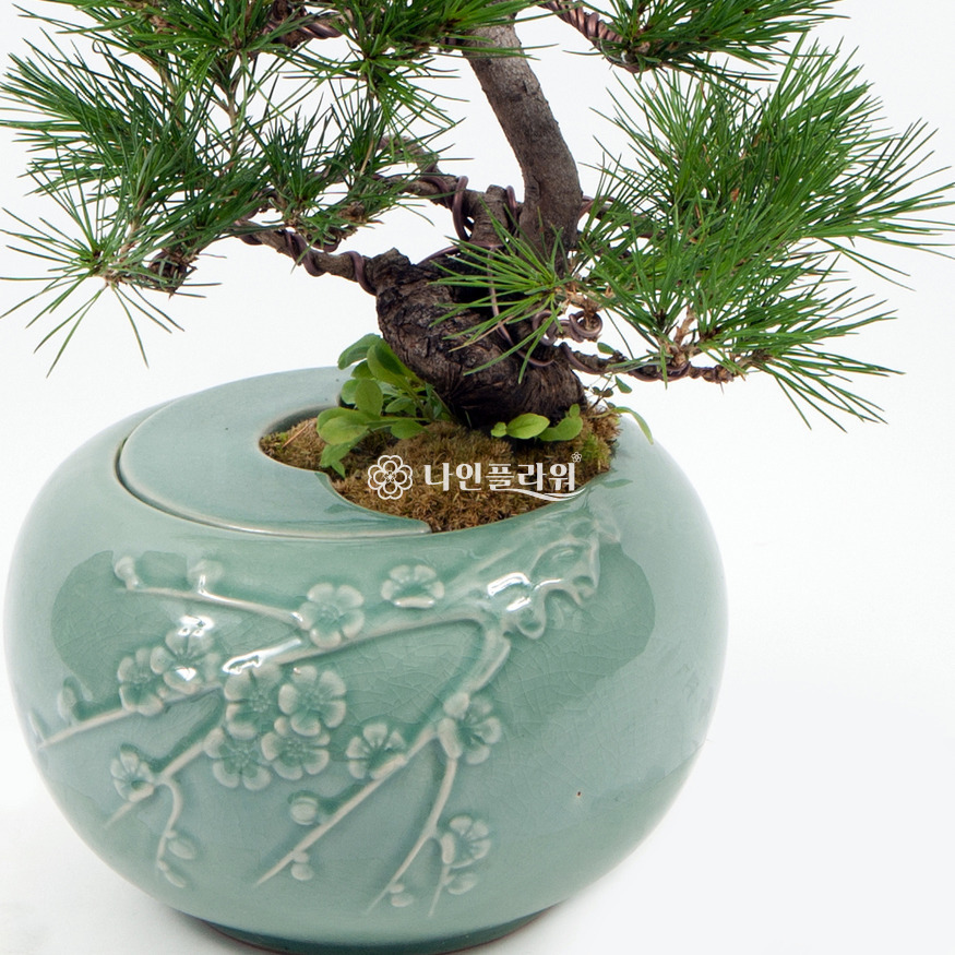 상세이미지