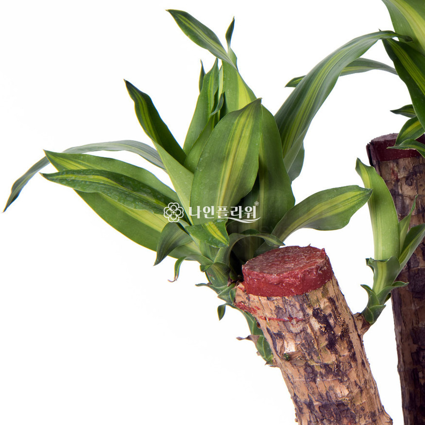 상세이미지
