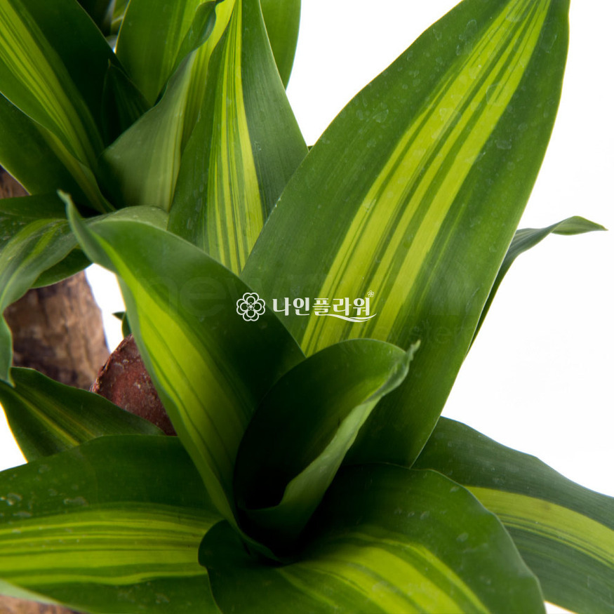 상세이미지