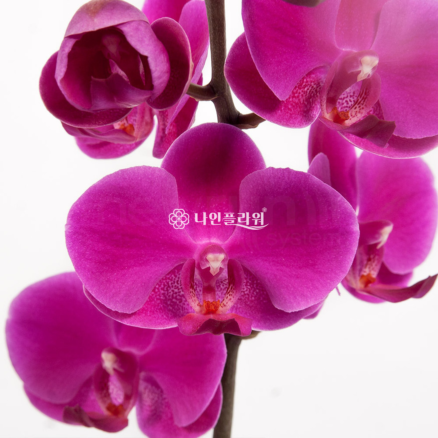 상세이미지