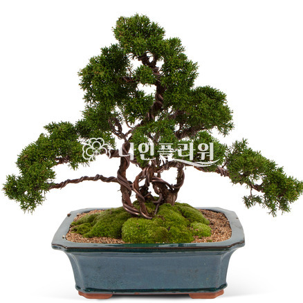 진백분재