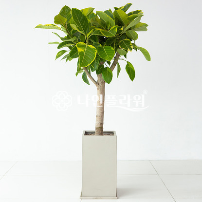 뱅갈고무나무[고급]