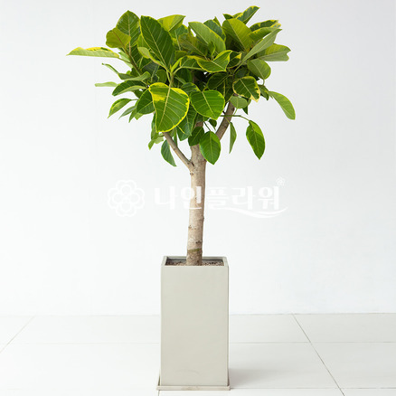 뱅갈고무나무[고급]