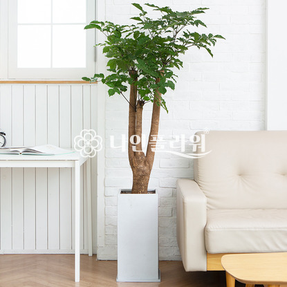 해피트리 #플랜테리어(추천)