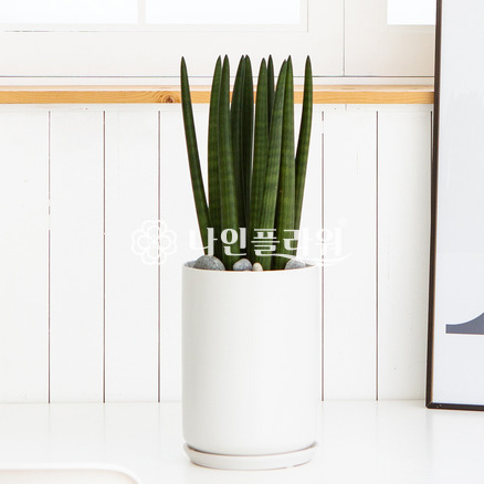 스투키