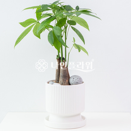 파키라(테이블용) #실내공기정화 #집들이 #개업축하