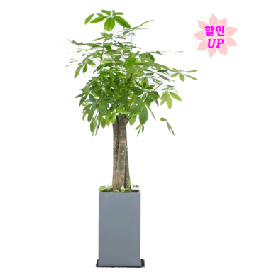 파키라(VIP) #개업(이전,확장) #집들이